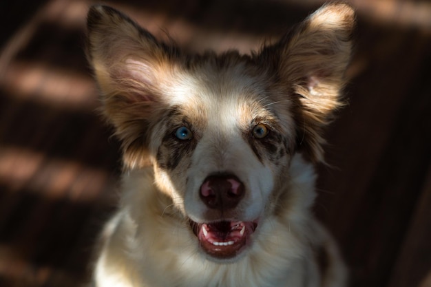 A dog with blue eyes and a brown and white fur