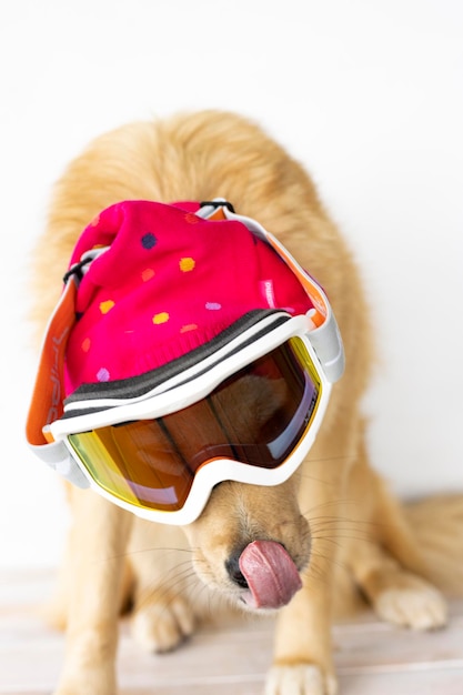 Photo dog with blue eyes and cinnamon color with a hat for the cold and snowboard goggles