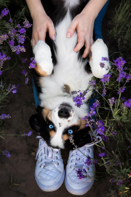 A dog with blue eyes is lying on its back in a field of flowers.