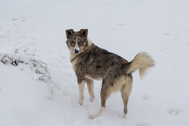 写真 青い目の犬は冬の雪の中で遊ぶ、晴れた冬の日のペットの美しい肖像画