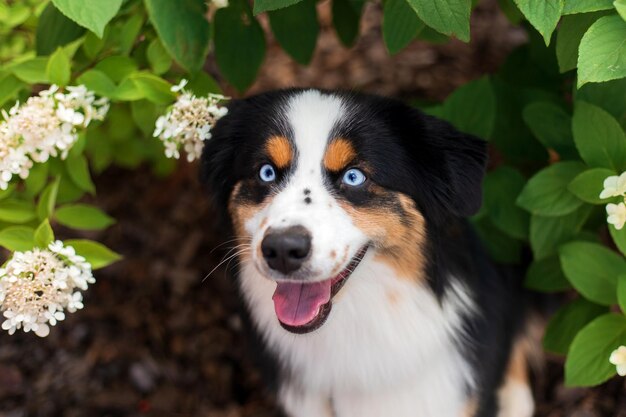 A dog with blue eyes sits in a flower bed.