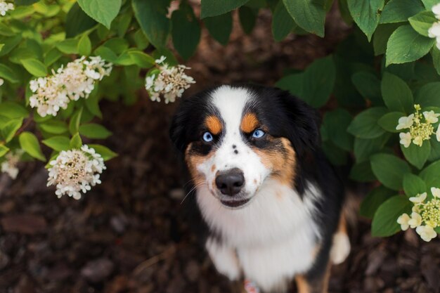 A dog with blue eyes sits in a garden with flowers