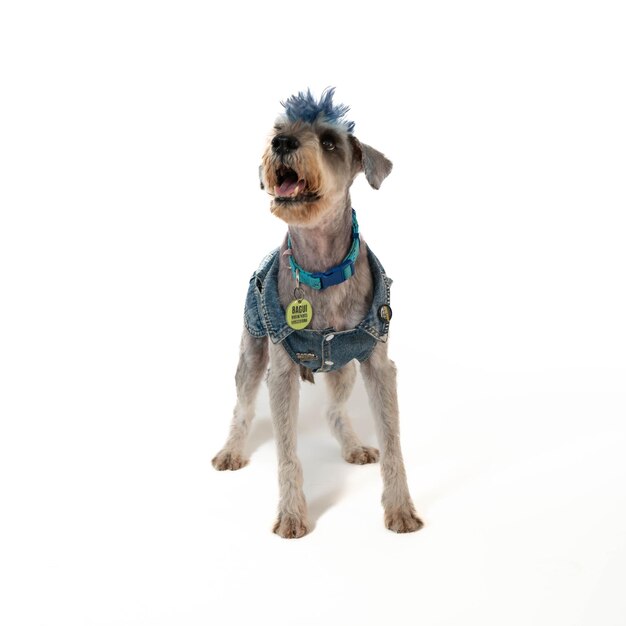 Photo a dog with a blue mohawk is standing in a white background.