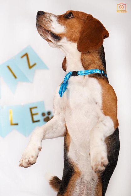 A dog with a blue ribbon on its neck stands on a white background with a banner that says " i " on it.