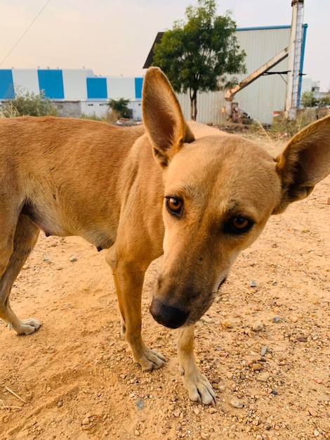 Photo a dog with a blue and white building in the background