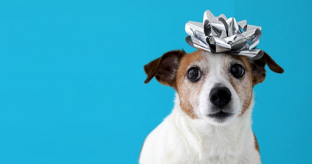 Dog with a bow on his head