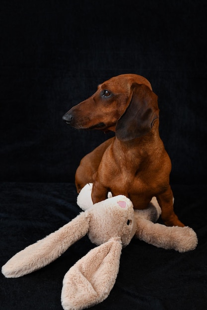 A dog with a bunny on its back