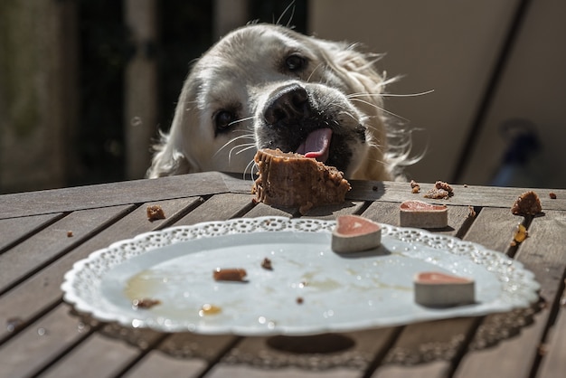 dog with cake