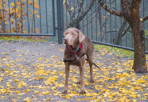 写真 秋の公園で襟をつけた犬