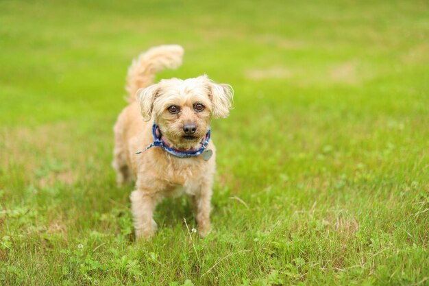 A dog with a collar on is standing in a field.