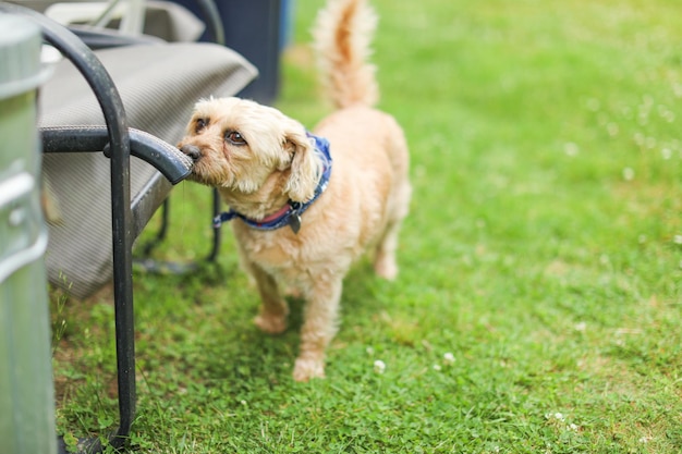 草の上に立っている襟をかぶった犬