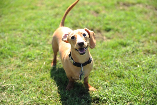 A dog with a collar that says " i love dogs " on it.