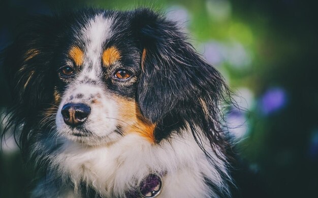 Photo a dog with a collar that says  the name of the dog