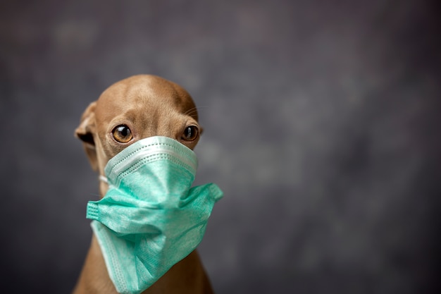 Cane con maschera di protezione coronavirus