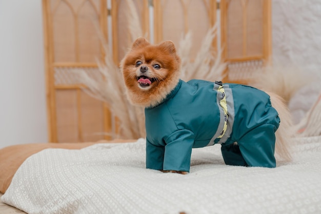 A dog with a costume that says poodle.