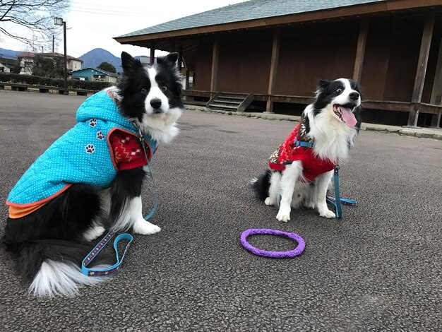 写真 犬と犬との間