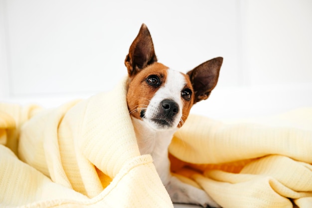 dog with ears sticking out at the camera