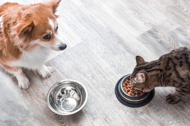 空のボウルを持った犬は、乾物を食べている猫のように見えます。