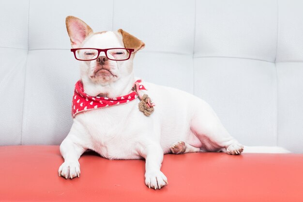 Dog with eyeglasses on sofa