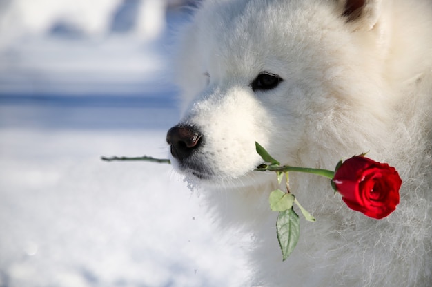 彼の口に花を持つ犬