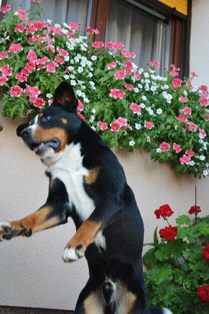 写真 花を持った犬