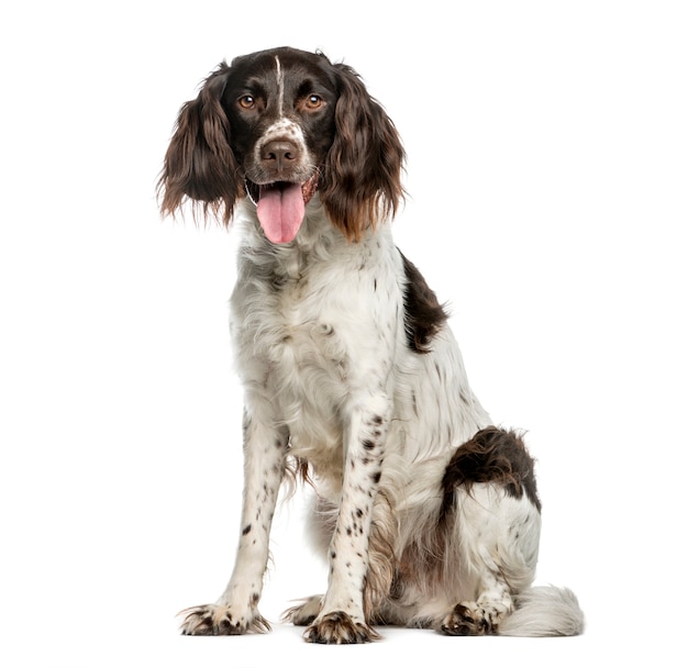 Dog with fluffy ears sitting and looking at camera while panting