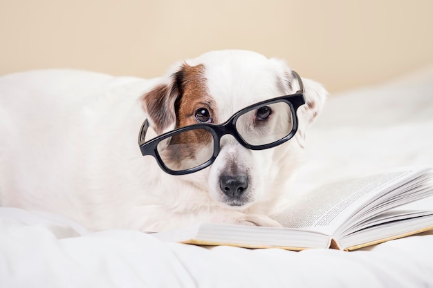 A dog with glasses is lying with a book