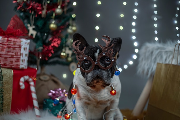 Dog with glasses with reindeer antlers and lights around the body between gifts and Christmas tree. 