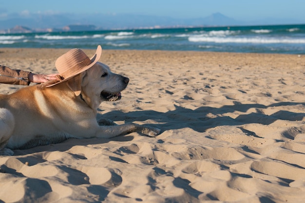 Dog with a hat lying on the sand of the beach