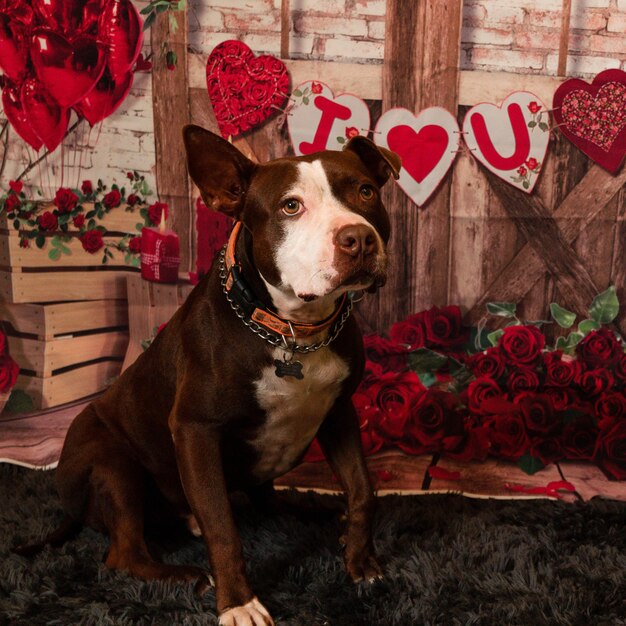 Foto un cane con sopra un cuore che dice ti amo