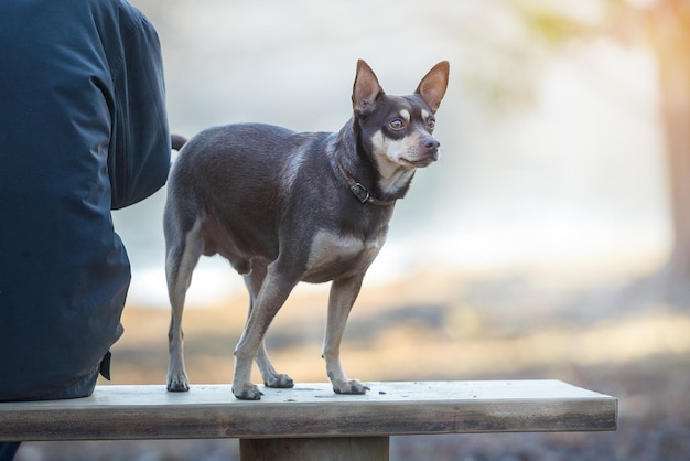 写真 後ろから見たベンチに飼い主がいる犬