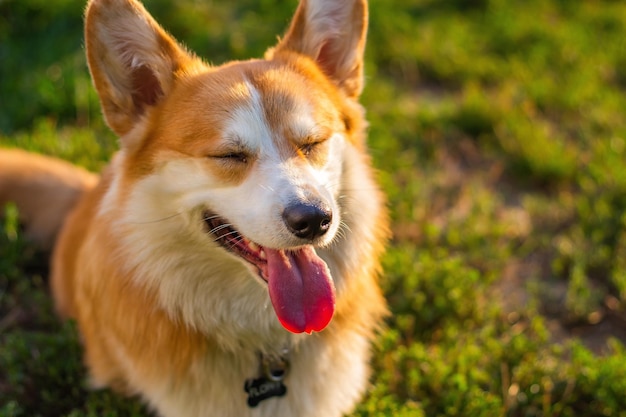 舌を出して口を開けた犬。