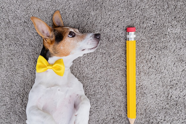 大きな黄色のペンと黄色の結ばれた弓を持つ犬