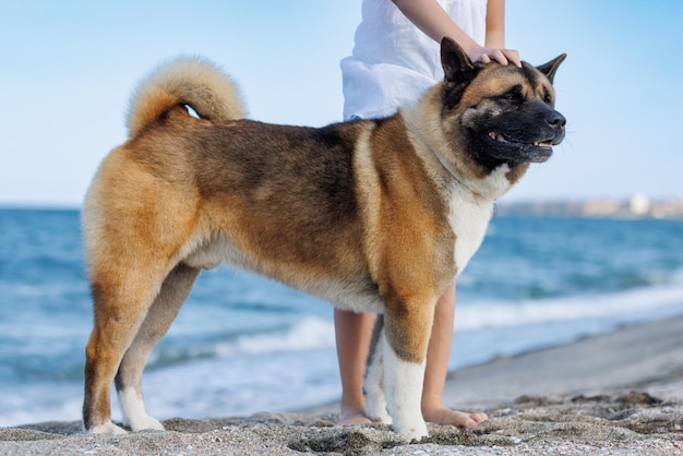 ひもにつないでいる犬は、見知らぬ女の子の近くに誇らしげに立って、黒海の近くのビーチで遠くを見ています