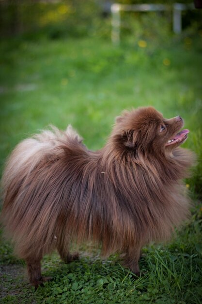 茶色の長い髪とピンクの舌をした犬が見上げます。