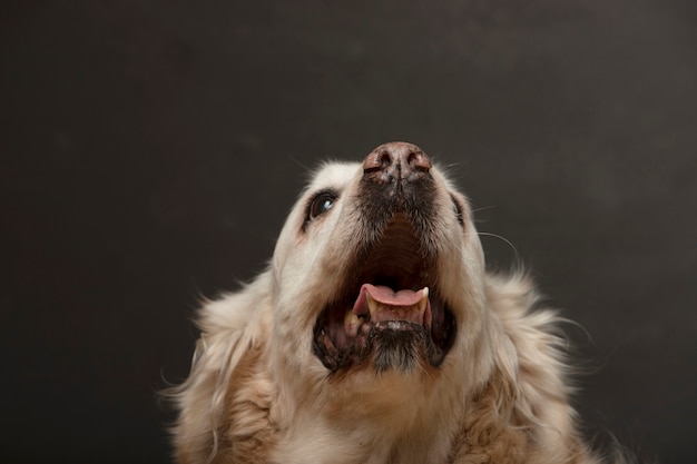Photo dog with open mouth on gray wall