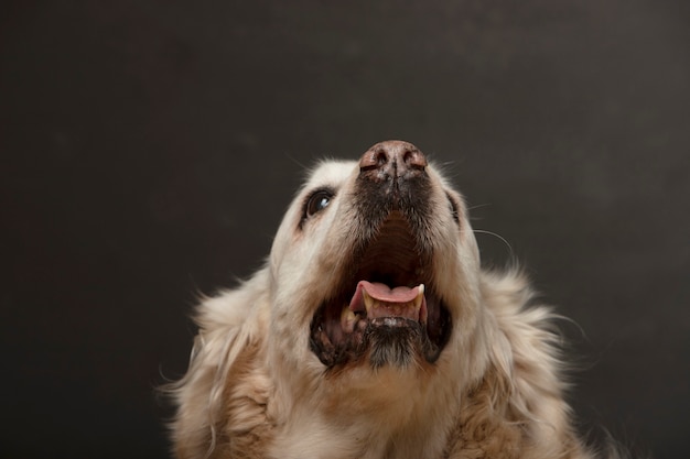 灰色の壁に口を開けた犬