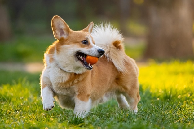 a dog with an orange ball in its mouth