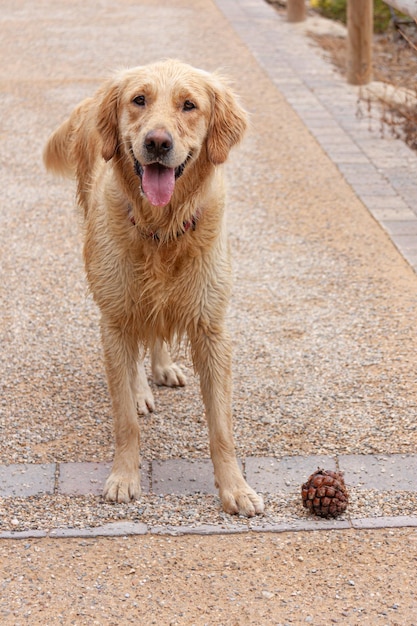 Dog with a pineapple next to him