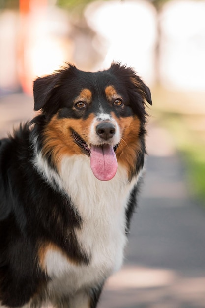 A dog with a pink tongue hanging out