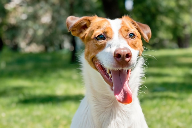 A dog with a pink tongue is smiling in a park.