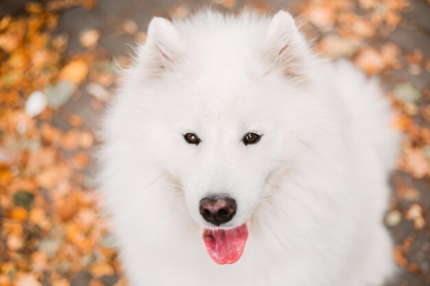 Foto un cane con la lingua rosa