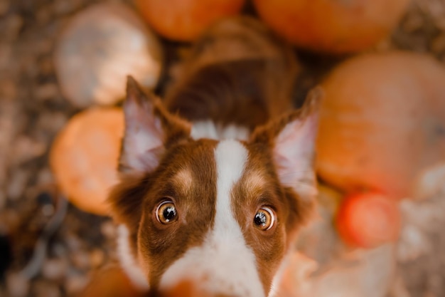 Dog with pumpkins in the forest.  The Miniature American Shepherd dog breed. Halloween and Thanksgiv