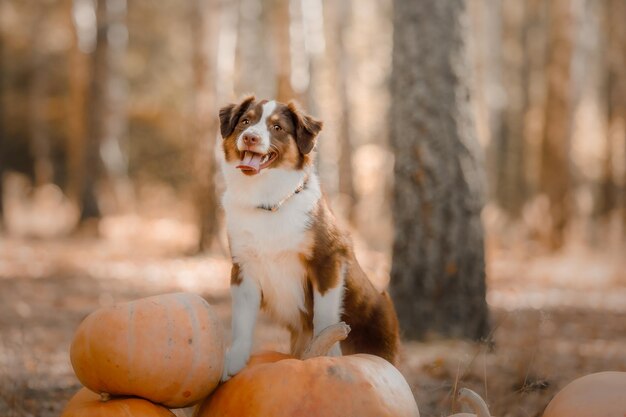 Dog with pumpkins in the forest. the miniature american\
shepherd dog breed. halloween