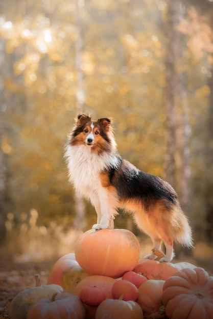 Dog with pumpkins. Halloween holidays. Shetland Sheepdog with pumpkin. Harvest. Thanksgiving day. Sh