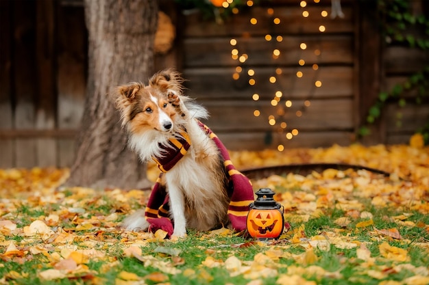 カボチャを持つ犬シェットランド・シープドッグ感謝祭の日秋の季節ハロウィーンの休日シェルティー犬種