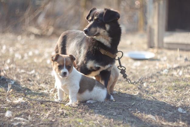 犬と子犬