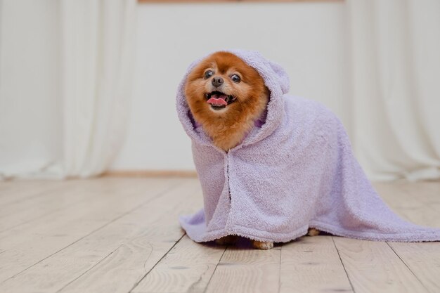 A dog with a purple robe on