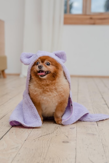 A dog with a purple towel on its head