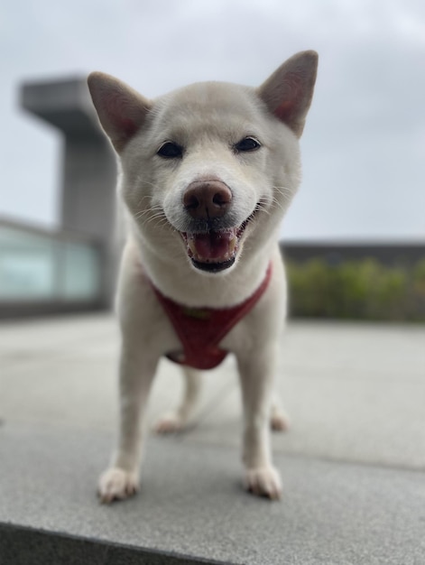 「愛しています」と書かれた赤いベストを着た犬。